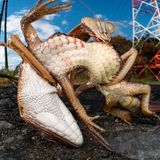 Takuya Ishiguro    Japan    Praying mantis and lizard    Miyagi, Japan    Silver    Behaviour - Invertebrates