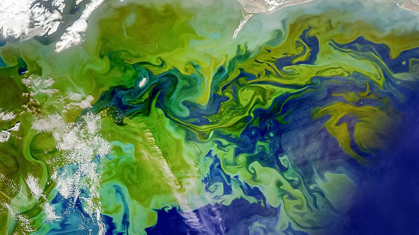 Phytoplankton ist mikroskopisch klein und bildet doch einen zentralen Baustein des Lebens in den Weltmeeren