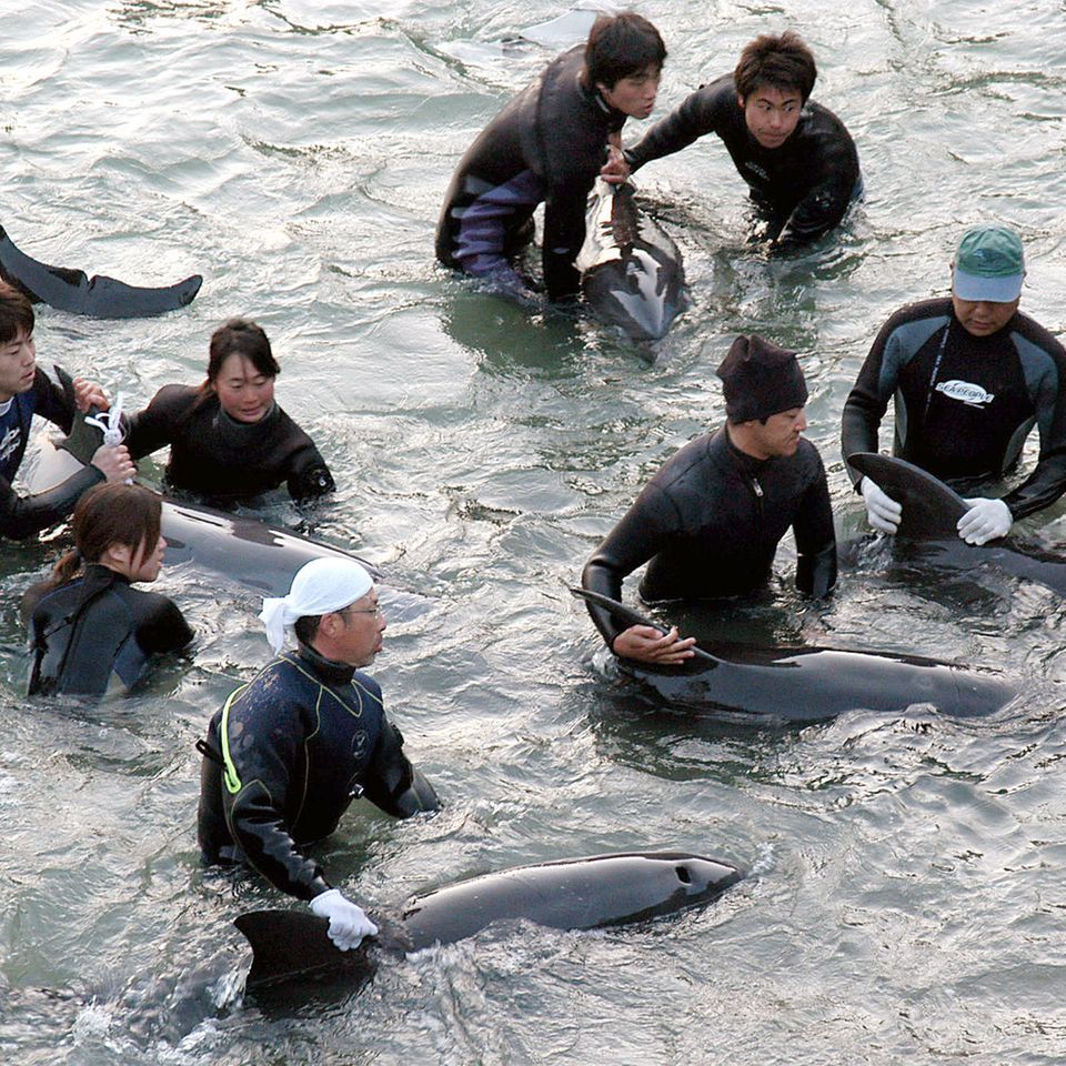 Taiji, Japan: Delfin-Trainer selektieren die Delfine, die bei der Treibjagd gefangen wurden, für Aquarien