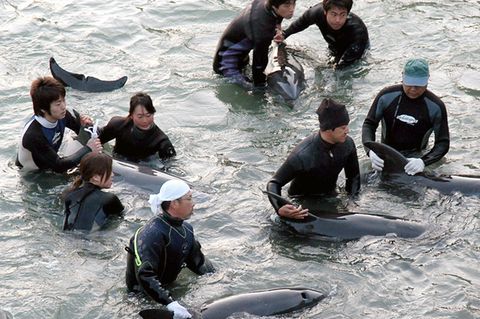 Taiji, Japan: Delfin-Trainer selektieren die Delfine, die bei der Treibjagd gefangen wurden, für Aquarien