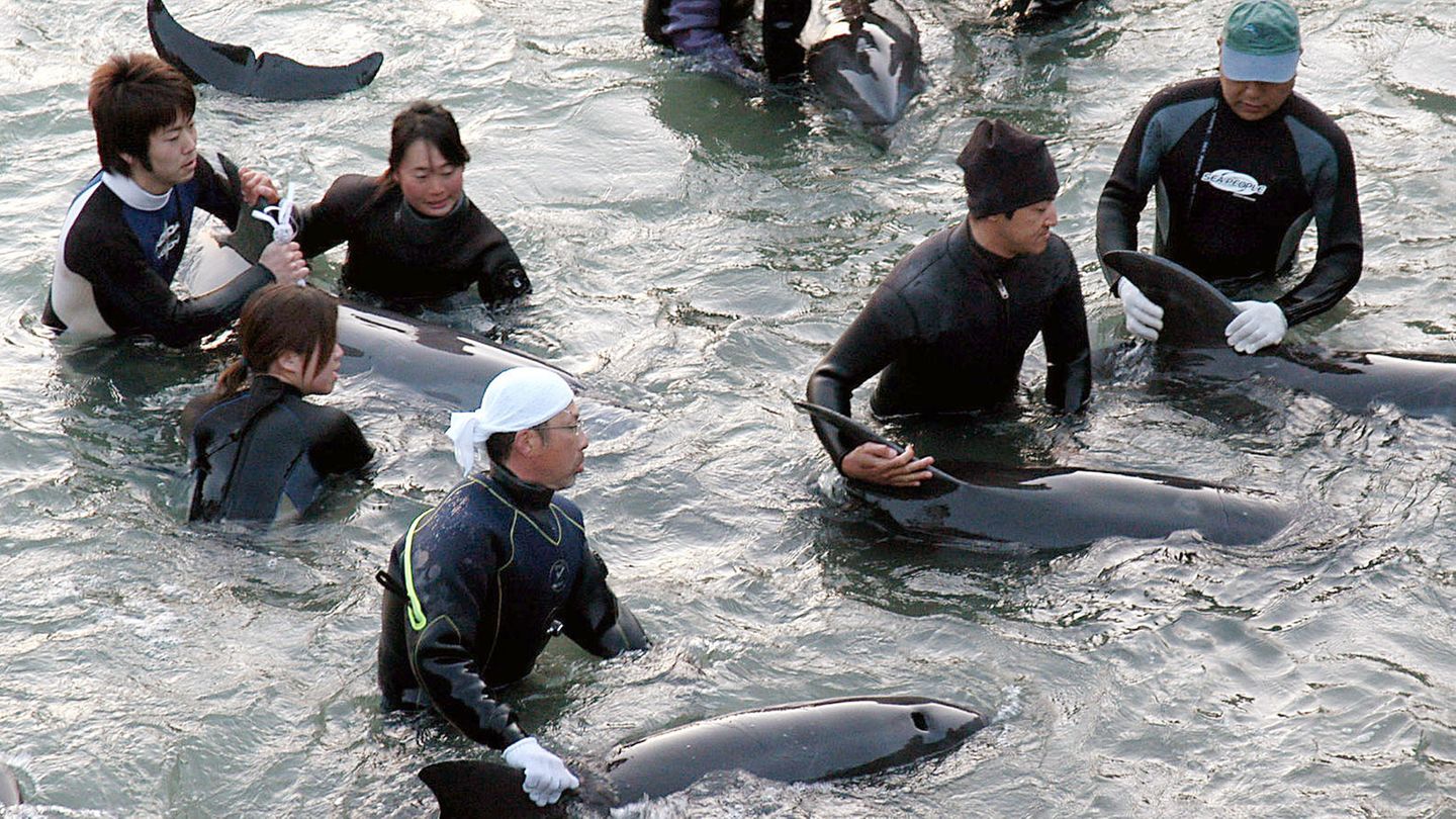 Taiji, Japan: Delfin-Trainer selektieren die Delfine, die bei der Treibjagd gefangen wurden, für Aquarien