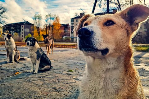 Hunde in Tschernobyl