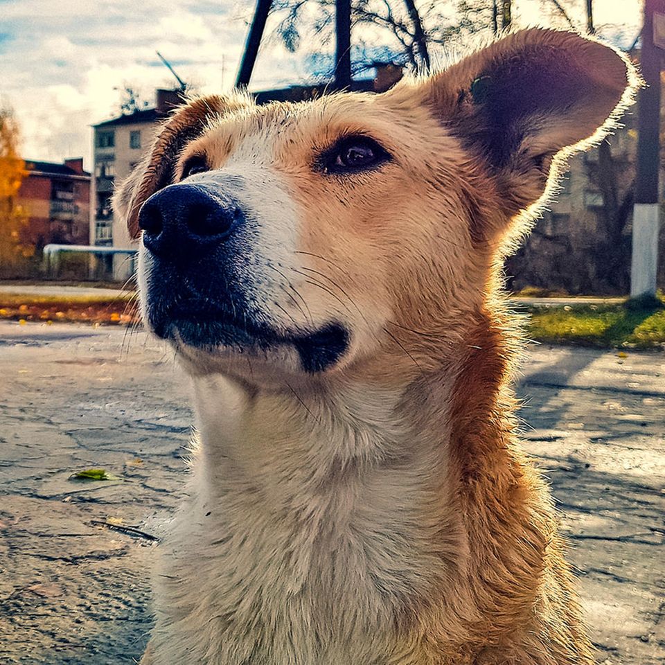 Hunde in Tschernobyl