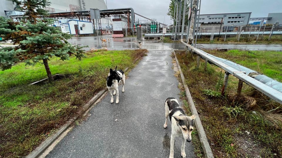 Hunde in Tschernobyl Hunde in Tschernobyl