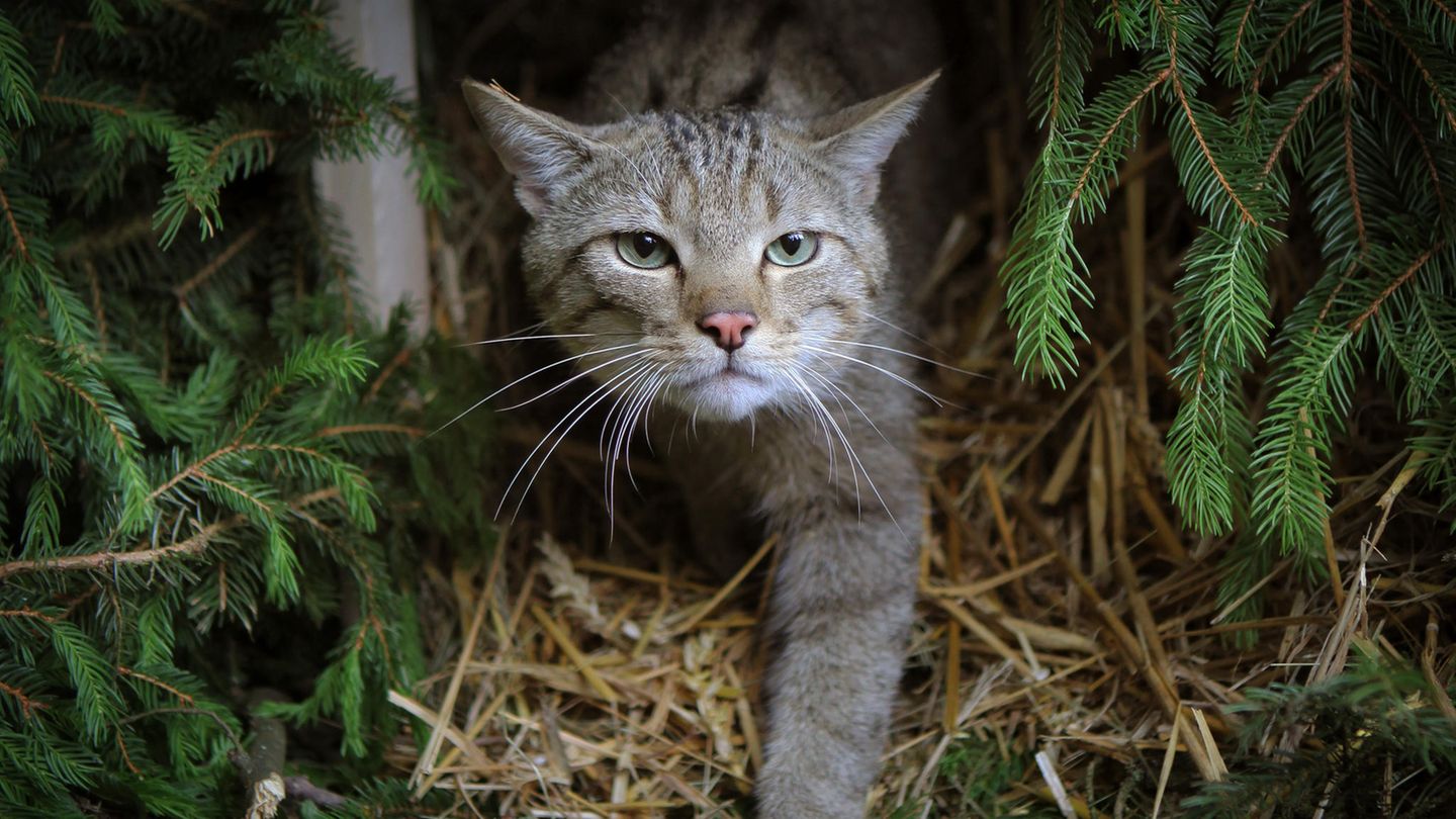 Wildkatze streift durch den Wald