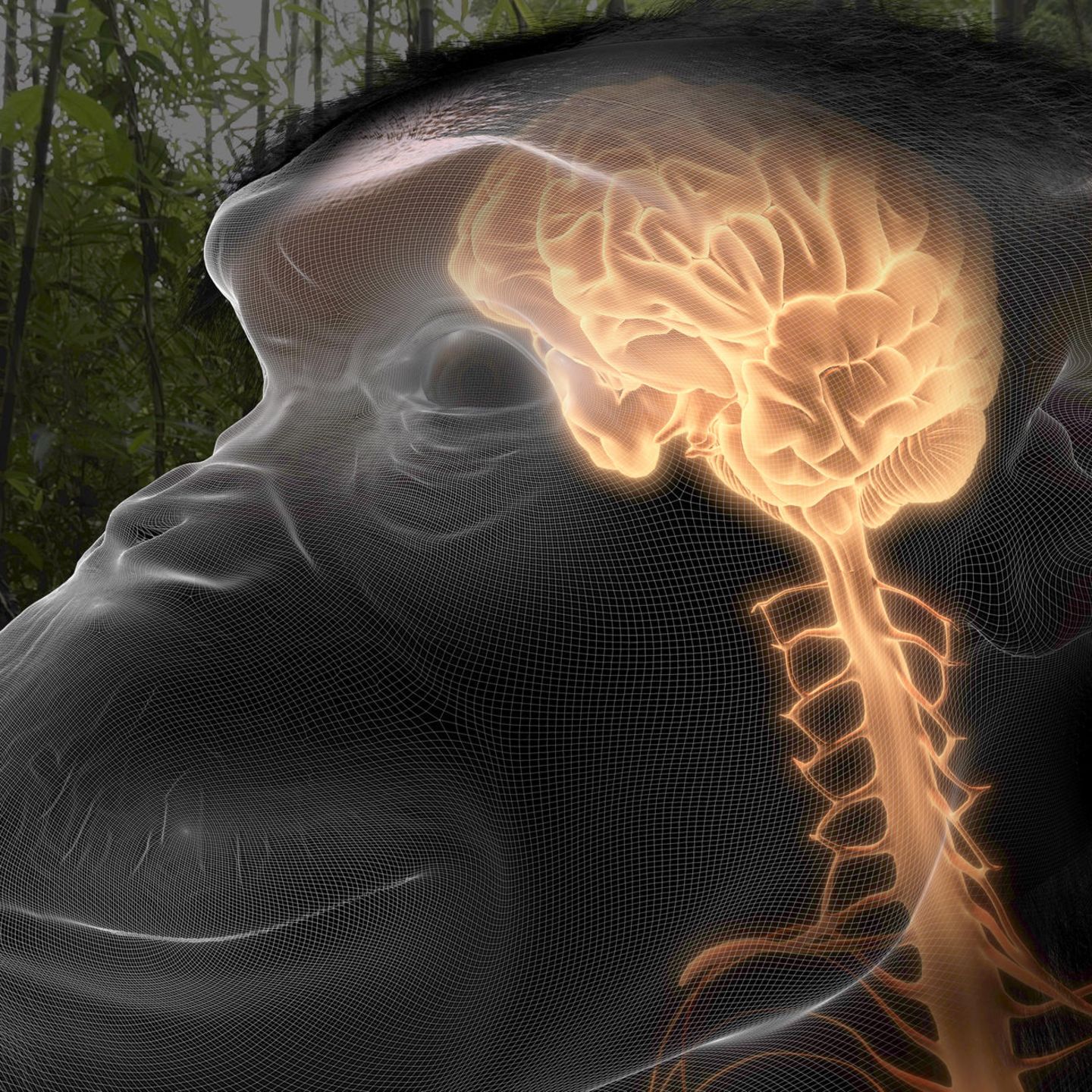 Vor 27 Millionen Jahren: Wie der Mensch haben auch Schimpansen eine gefurchte Hirnrinde. In der millimeterdünnen Außenschicht des Denkorgans werden Sinneseindrücke zu einem Gesamtbild der Welt zusammengefügt – und Bewusstsein entsteht. Nervensystem und Gehirn sind als leuchtend gelbe Strukturen dargestellt