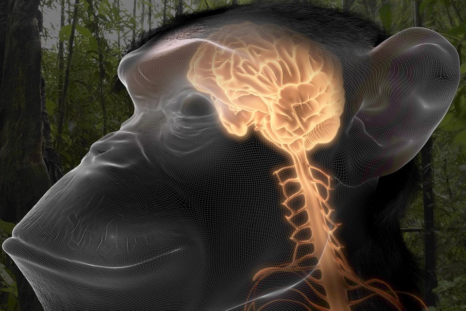 Vor 27 Millionen Jahren: Wie der Mensch haben auch Schimpansen eine gefurchte Hirnrinde. In der millimeterdünnen Außenschicht des Denkorgans werden Sinneseindrücke zu einem Gesamtbild der Welt zusammengefügt – und Bewusstsein entsteht. Nervensystem und Gehirn sind als leuchtend gelbe Strukturen dargestellt 1.561