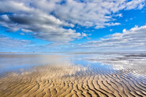 Weniger Nährstoffe durch geklärte Abwässer: Die Artenzusammensetzung im Wattenmeer verändert sich
