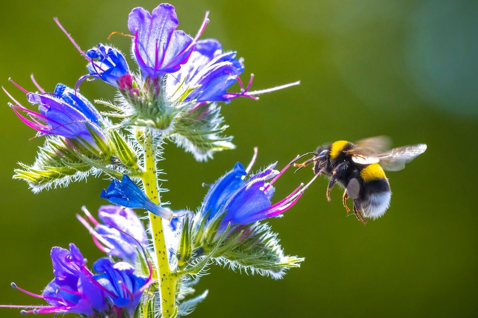 Ziemlich gut orientiert: eine Erdhummel (Bombus terrestris)