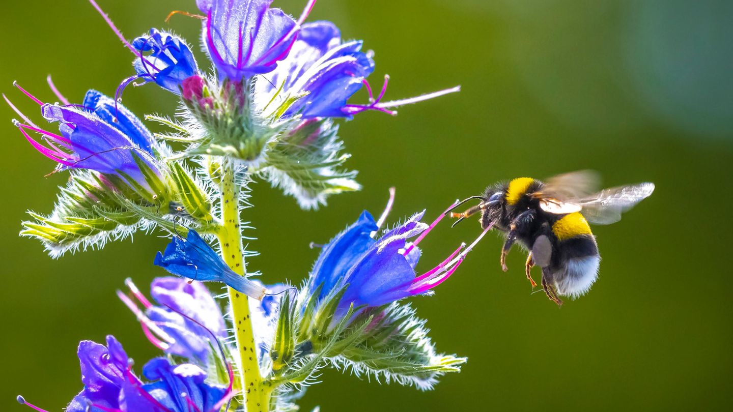 Ziemlich gut orientiert: eine Erdhummel (Bombus terrestris)