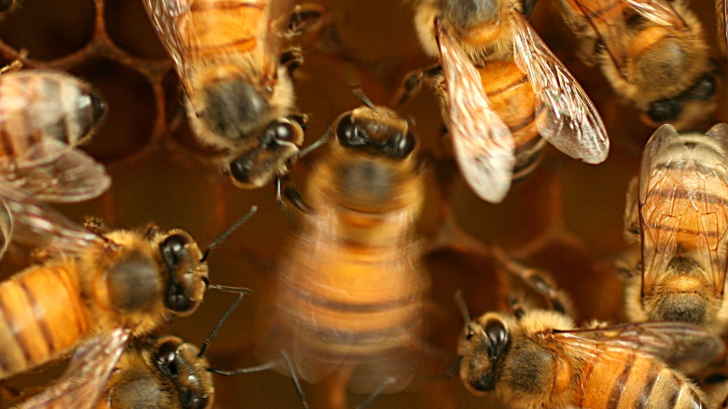 Bienen in ihrem Stock