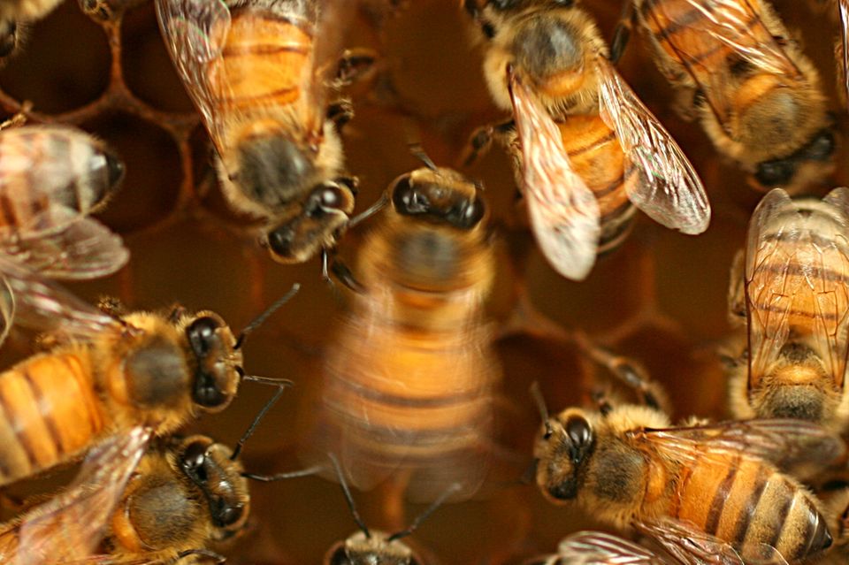 Bienen in ihrem Stock