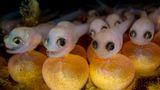 Nahaufnahme eines Nestes des Nördlichen Bootsmannfischs