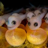 Nahaufnahme eines Nestes des Nördlichen Bootsmannfischs