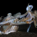 Zwei Oktopoden bei der Paarung