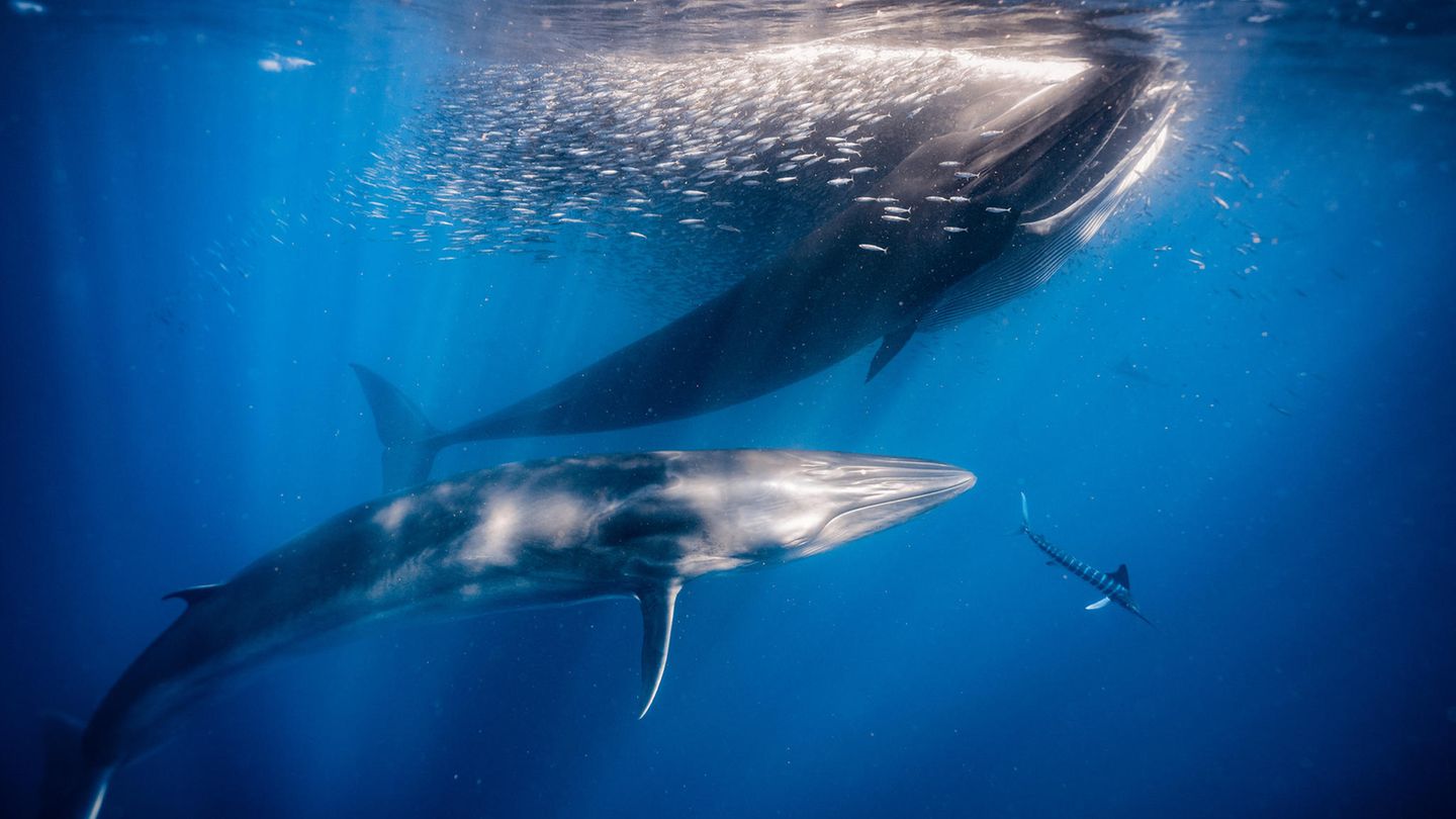 Wojciech Dopierala - "Double Whale Time" Zwei Brydewale im Wasser