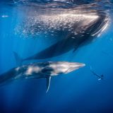 Zwei Brydewale im Wasser