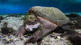 Eine Schildkröte beim Essen