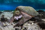 Eine Schildkröte beim Essen