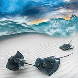 Mehrere dunkle Rochen über weißem Sand