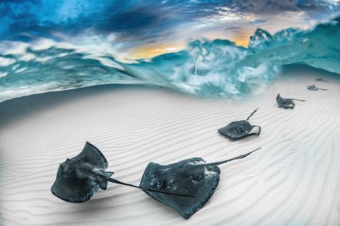 Mehrere dunkle Rochen über weißem Sand