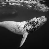 Weißes Südkaper-Kalb