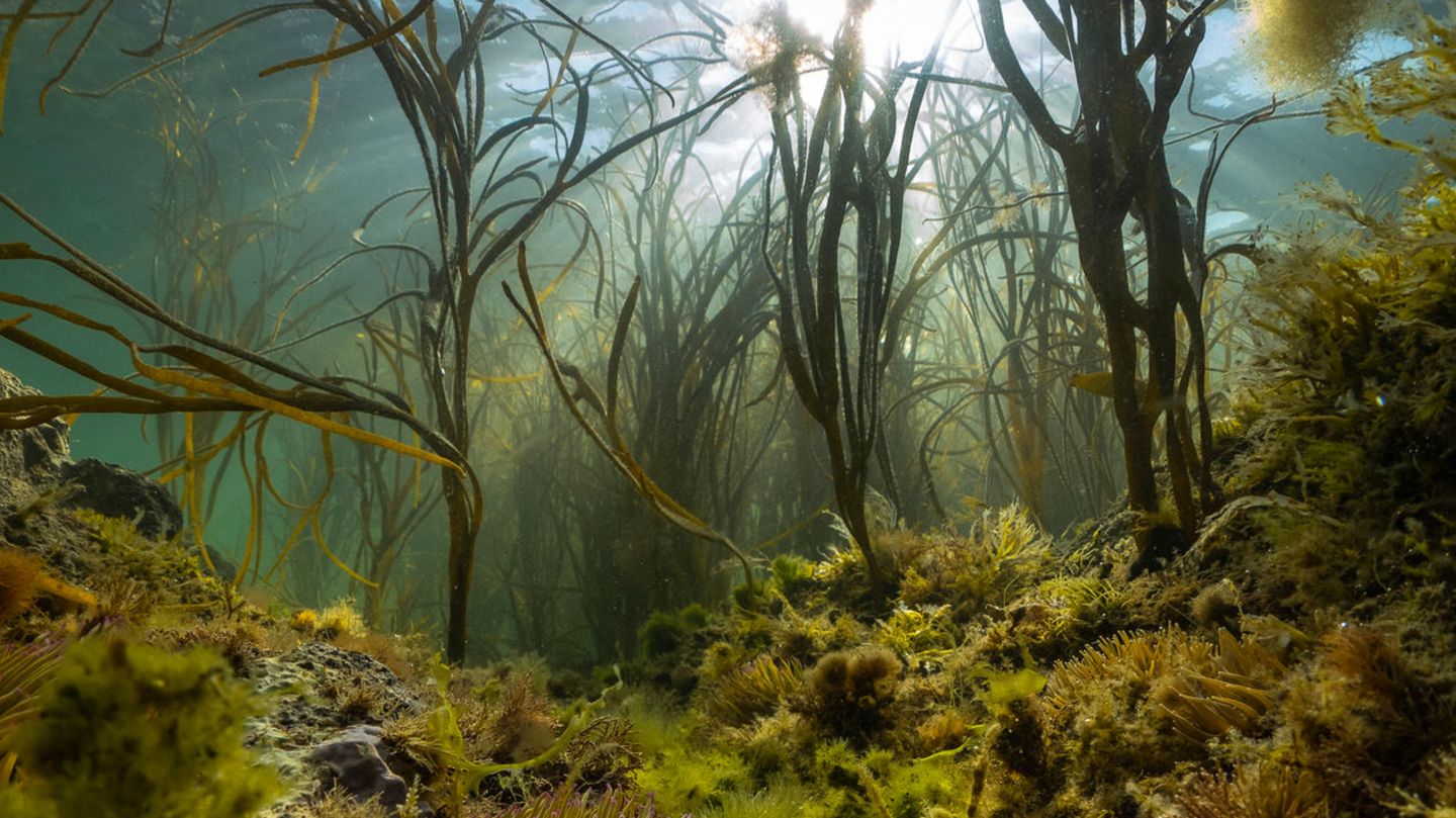 Theo Vickers - "An Island's Wild Seas" Unterwasserwelt mit Algen und Anemonen