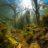 Unterwasserwelt mit Algen und Anemonen