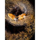 Zwei Nacktschnecken essen Eier von anderen Schnecken