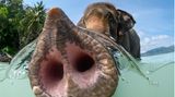 Ein Elefant, der seinen Rüssel zur Kamera streckt