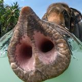 Ein Elefant, der seinen Rüssel zur Kamera streckt