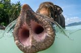 Ein Elefant, der seinen Rüssel zur Kamera streckt