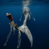 Ein Buckelwal hat sich mit seiner Schwanzflosse in Seilen und Bojen verheddert