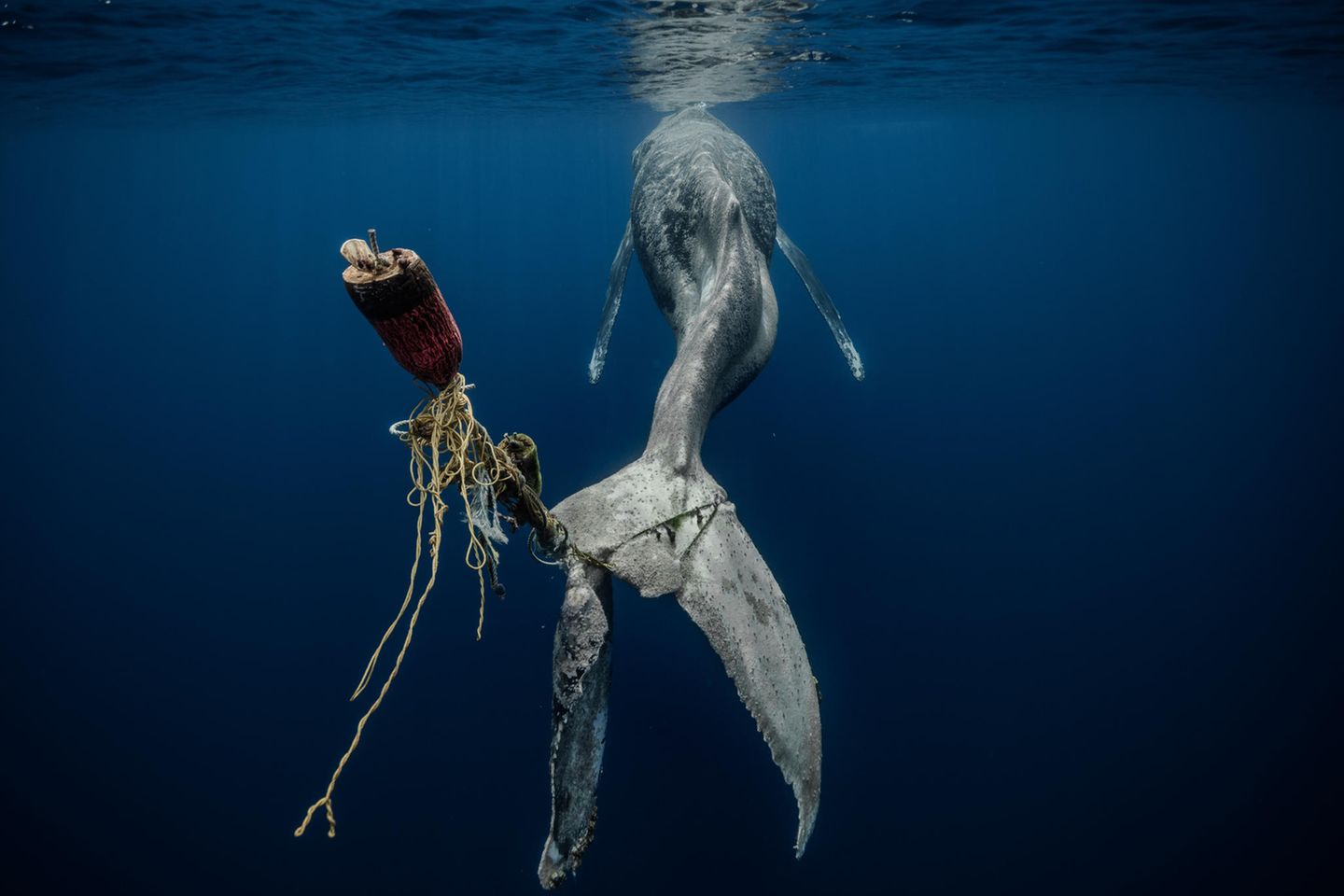 Ein Buckelwal hat sich mit seiner Schwanzflosse in Seilen und Bojen verheddert