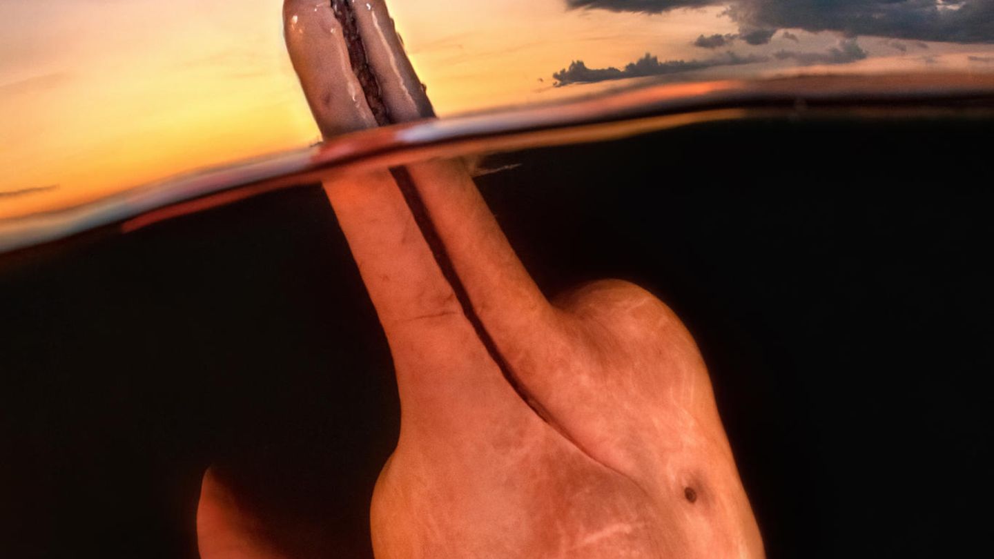 Ein Flussdelfin hält bei Sonnenuntergang seinen Schnabel über das Wasser