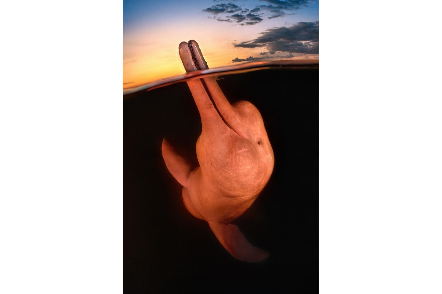 Kat Zhou - "Boto Encantado" Ein Flussdelfin hält bei Sonnenuntergang seinen Schnabel über das Wasser