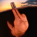 Ein Flussdelfin hält bei Sonnenuntergang seinen Schnabel über das Wasser