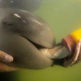 Paradorn, ein verwaistes Irawadi-Delfinkalb, knabbert an einer Babyflasche, während es in den Armen seines Pflegers in der Rehabilitationseinrichtung des Marine Endangered Species Veterinary Hospital in Rayong in Thailand, ruht. Die Delfinart ist in seinem gesamten Verbreitungsgebiet bedroht und wird auch auf der Roten Liste der IUCN als gefährdet geführt. Sirachai Arunrugstichai ist in der Kategorie "Marine Conservation" nominiert.