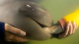 Paradorn, ein verwaistes Irawadi-Delfinkalb, knabbert an einer Babyflasche, während es in den Armen seines Pflegers in der Rehabilitationseinrichtung des Marine Endangered Species Veterinary Hospital in Rayong in Thailand, ruht. Die Delfinart ist in seinem gesamten Verbreitungsgebiet bedroht und wird auch auf der Roten Liste der IUCN als gefährdet geführt. Sirachai Arunrugstichai ist in der Kategorie "Marine Conservation" nominiert.