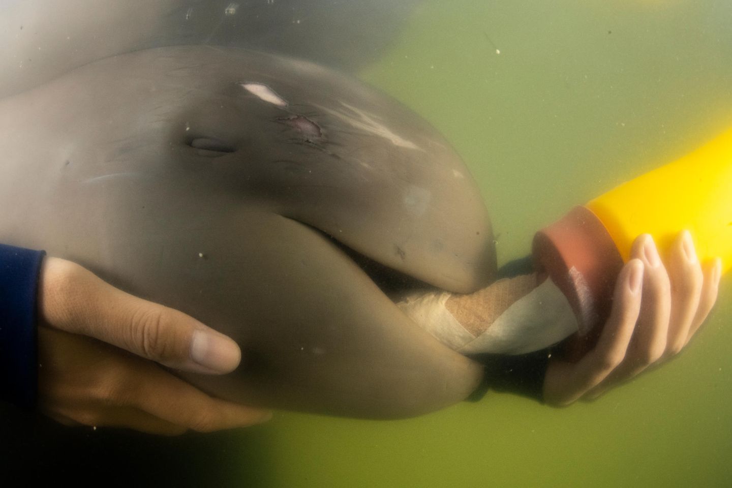 Paradorn, ein verwaistes Irawadi-Delfinkalb, knabbert an einer Babyflasche, während es in den Armen seines Pflegers in der Rehabilitationseinrichtung des Marine Endangered Species Veterinary Hospital in Rayong in Thailand, ruht. Die Delfinart ist in seinem gesamten Verbreitungsgebiet bedroht und wird auch auf der Roten Liste der IUCN als gefährdet geführt. Sirachai Arunrugstichai ist in der Kategorie "Marine Conservation" nominiert.