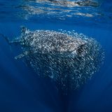 Ein Walhai ist umgeben von unzähligen kleinen Fischen