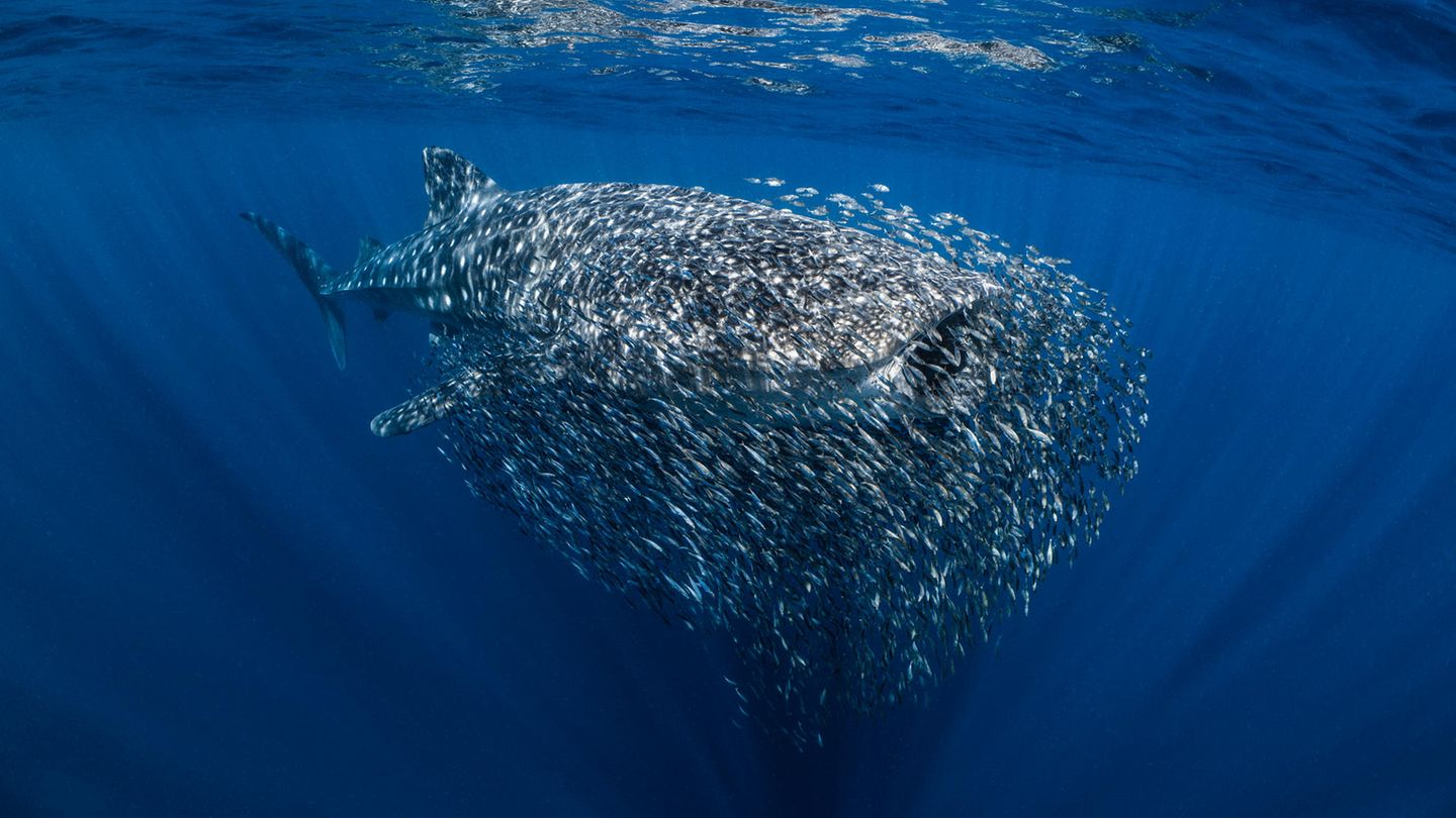 Oliver Clarke - "The Swarm" Ein Walhai ist umgeben von unzähligen kleinen Fischen