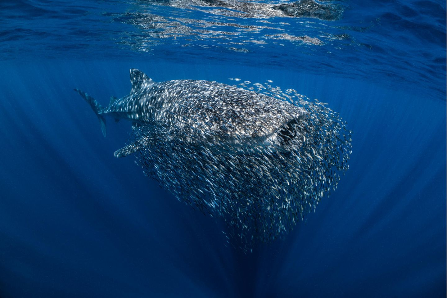 Ein Walhai ist umgeben von unzähligen kleinen Fischen