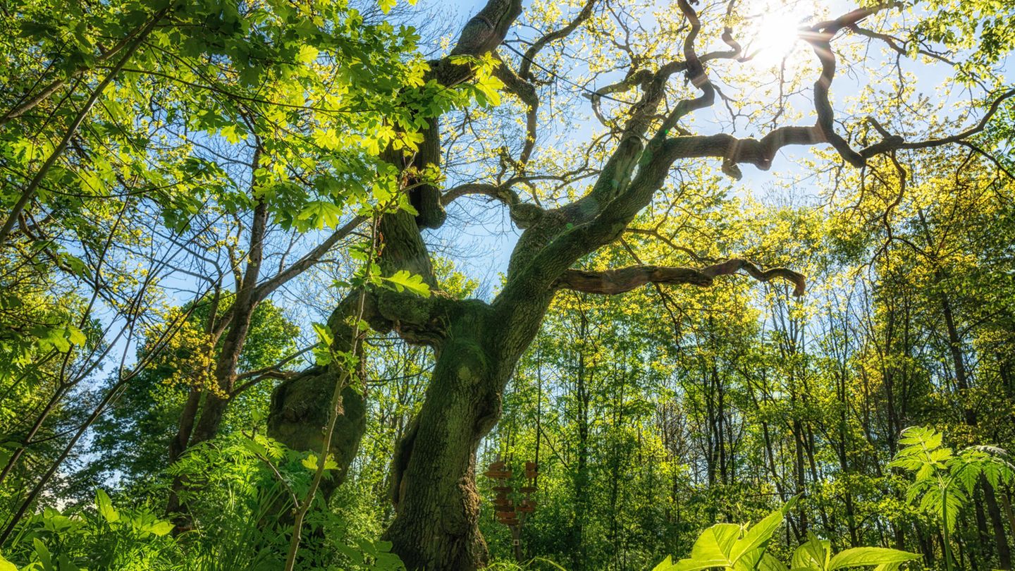 Weltnaturerbe "Nationalpark Hainich" Wanderschilder und Betteleiche im Nationalpark Hainich