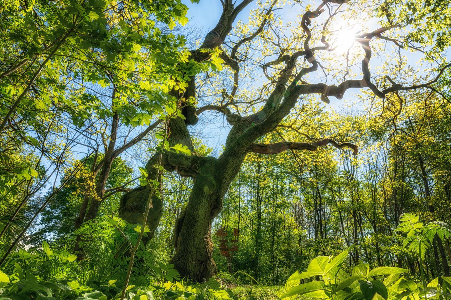 Wanderschilder und Betteleiche im Nationalpark Hainich