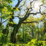 Wanderschilder und Betteleiche im Nationalpark Hainich
