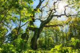 Wanderschilder und Betteleiche im Nationalpark Hainich