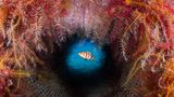 Ein Brauner Sägebarsch (Serranus hepatus) versteckt sich in einem über Bord geworfenen Mülleimer, farbenfroh ausgekleidet von Haarsternen