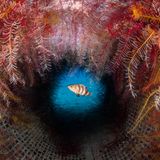 Ein Brauner Sägebarsch (Serranus hepatus) versteckt sich in einem über Bord geworfenen Mülleimer, farbenfroh ausgekleidet von Haarsternen