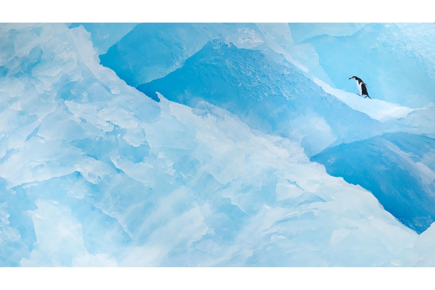 Zügelpinguine leben vor allem im Westen und Norden der antarktischen Halbinsel, aber auch an der Küste der Antarktis und auf wenigen Inseln im Südatlantik